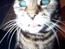 sophie close up.jpg
